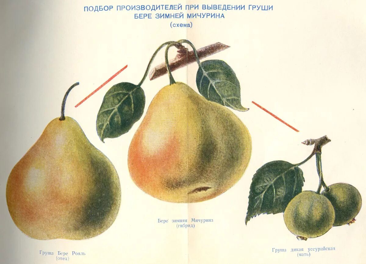 Груша группа культурных растений