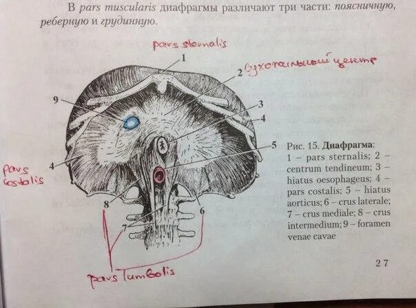 Диафрагма черепа. Musculus phrenicus диафрагма. Hiatus с латинского. Диафрагма на латыни. Нервы диафрагмы анатомия.