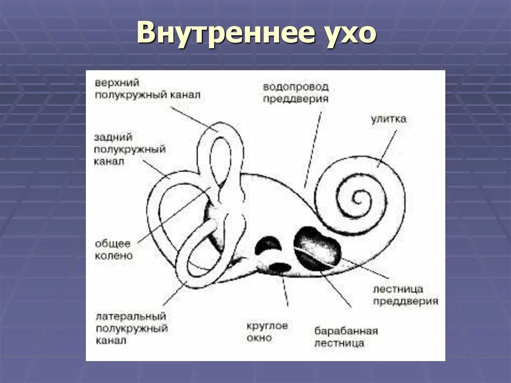 Содержимое внутреннего уха. Схема внутреннего уха улитка. строение внутреннего уха анатомия. внутреннее строение уха рисунок. строение улитки внутреннего уха человека схема.