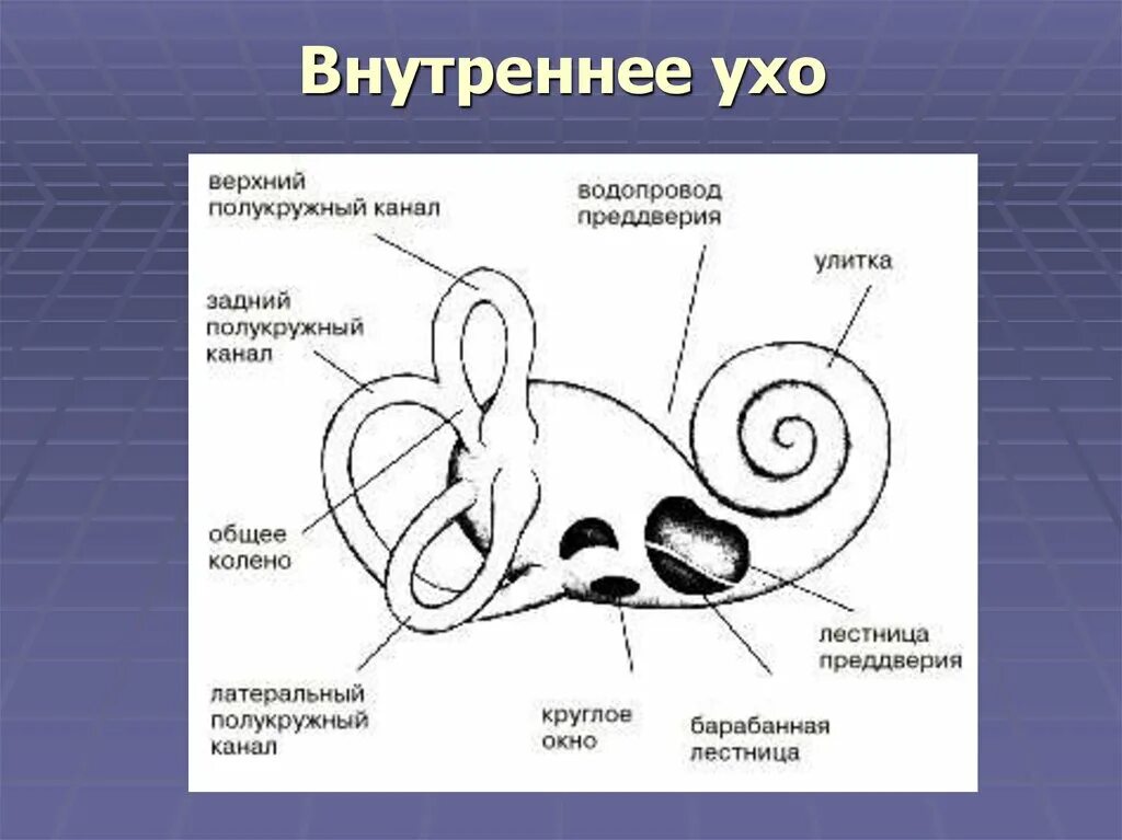 Схема внутреннего уха улитка. Строение внутреннего уха анатомия. Внутреннее строение уха рисунок. Строение улитки внутреннего уха человека схема. Как устроено внутреннее ухо