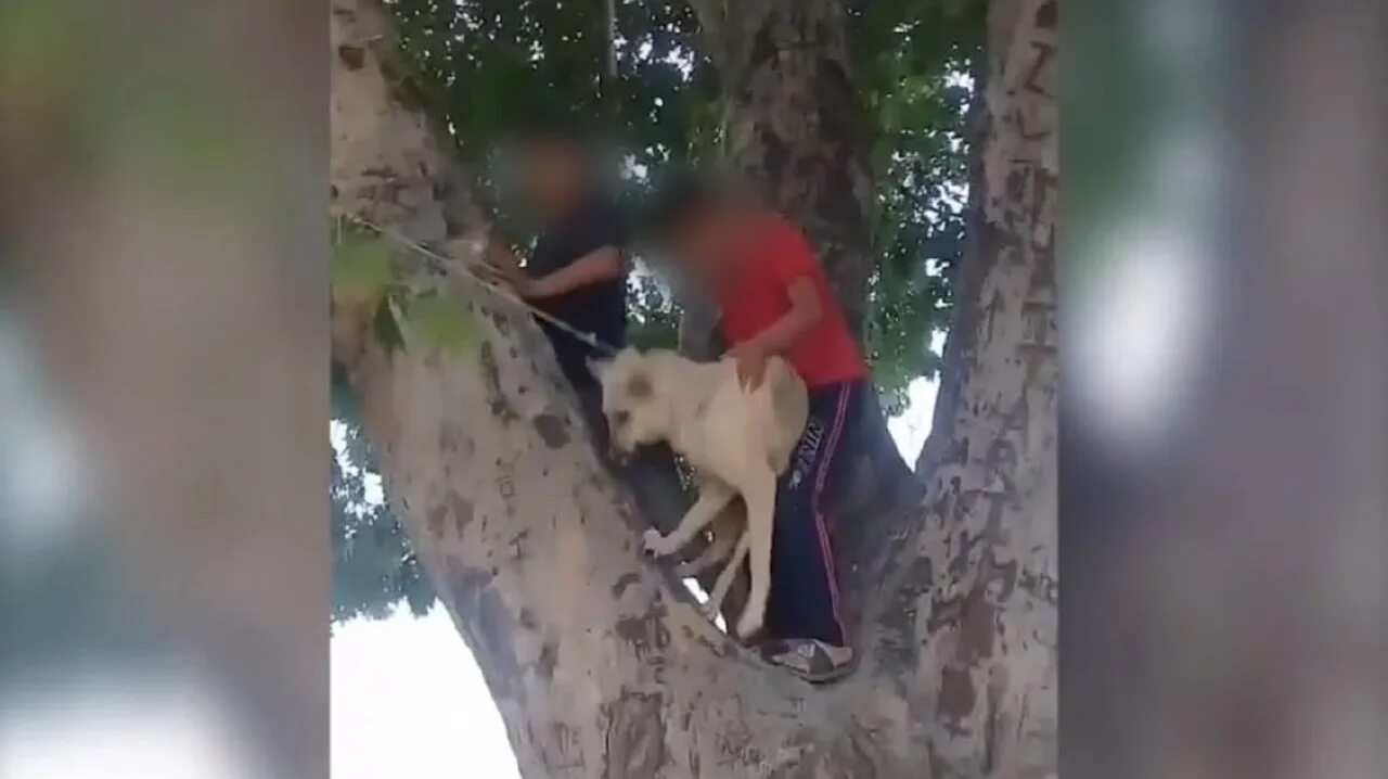 Повешены видео. Собака на дереве. Собаку повесили на дереве.