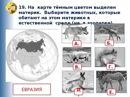 Животные материков впр 4 класс