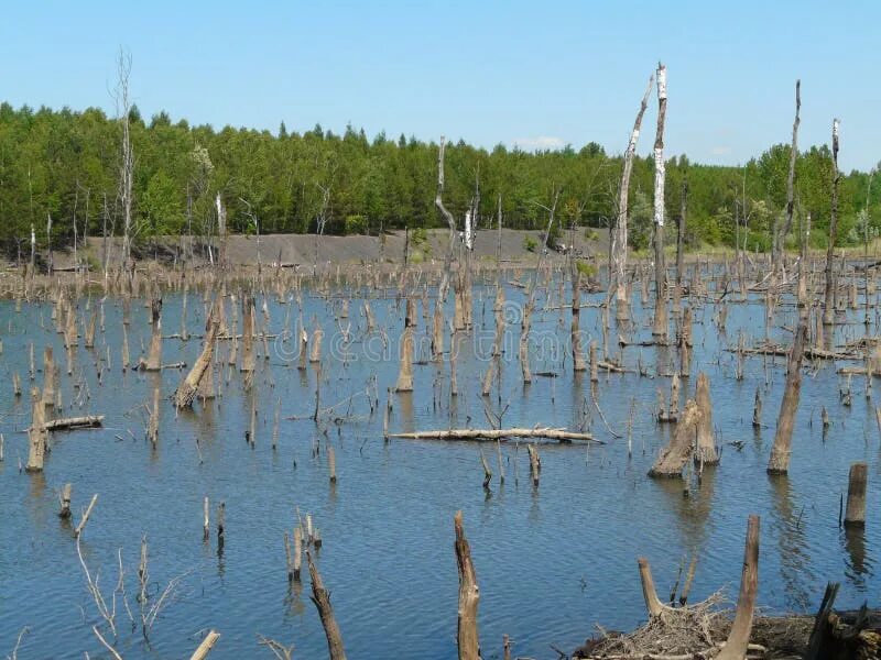 Глухо ворковала вода в затопленном лесу омывая. Река тавровка воронеж. Глухо ворковала вода в затопленном лесу омывая. Глухо ворковала вода в затопленном лесу стих. Глухо ворковала вода в затопленном лесу омывая.