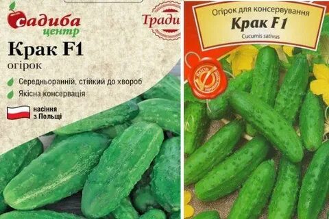 Семена польских огурцов
