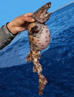 Жапондық ретро порно көру