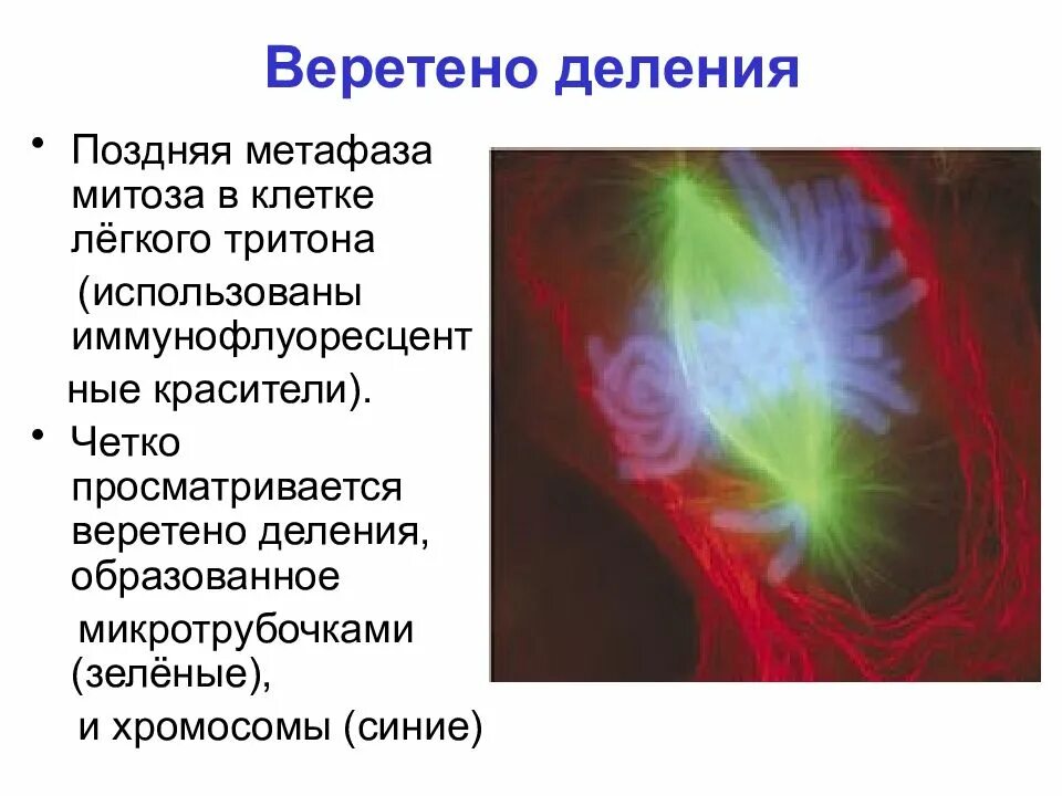 Веретено деления. Микротрубочки веретена деления. Веретено деления строение. Нити веретена деления строение.