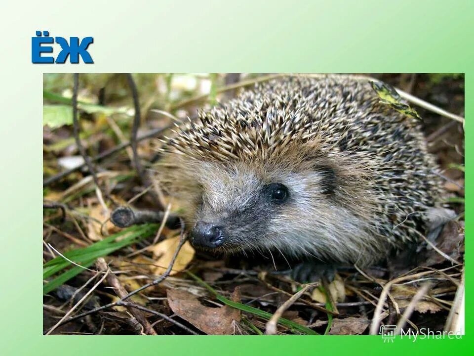 сосна сибирская кедр. соснами елками лежит мешок. еж под сосной. сосна смолка. под соснами под елками лежит.