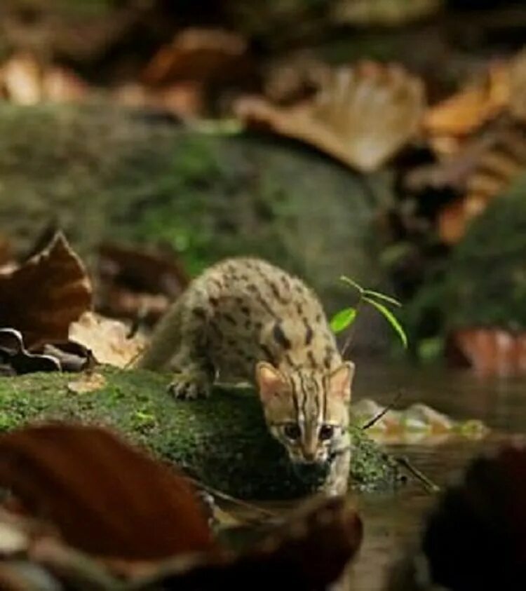 Prionailurus rubiginosus. Ржавая кошка. Дикая ржавая кошка. Самая маленькая Дикая кошка. Самый маленький хищник 5