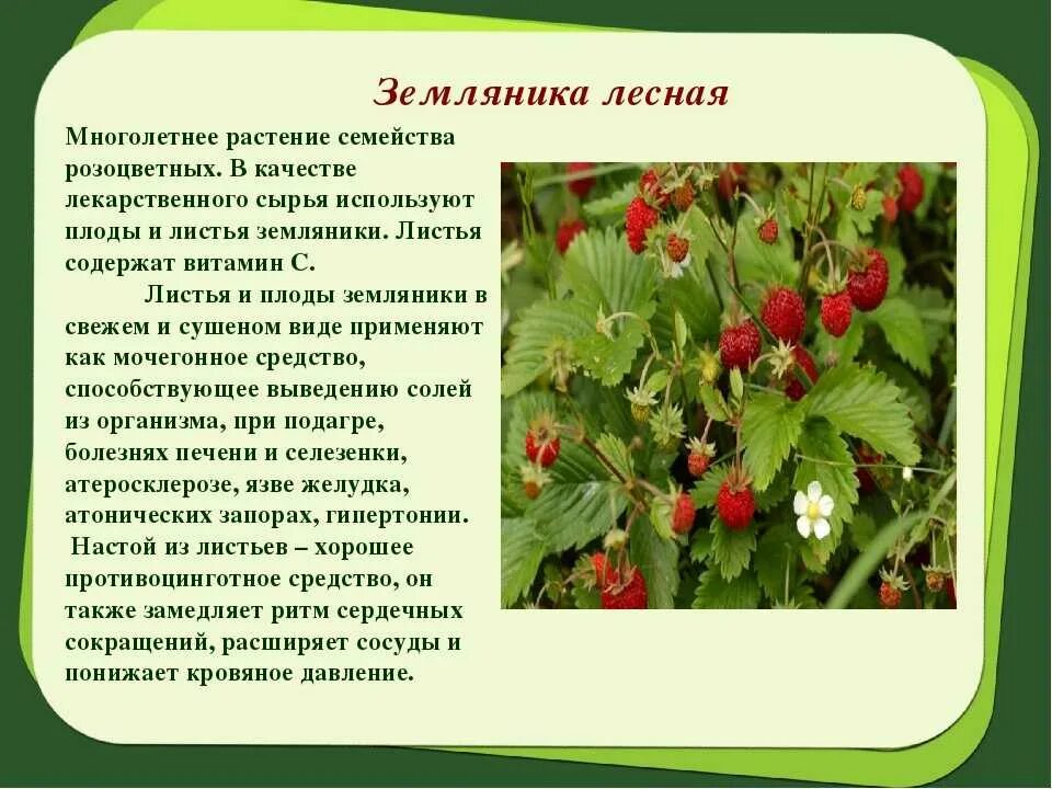 Сообщение о лесных растениях