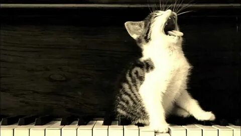 Я котик самбука текст