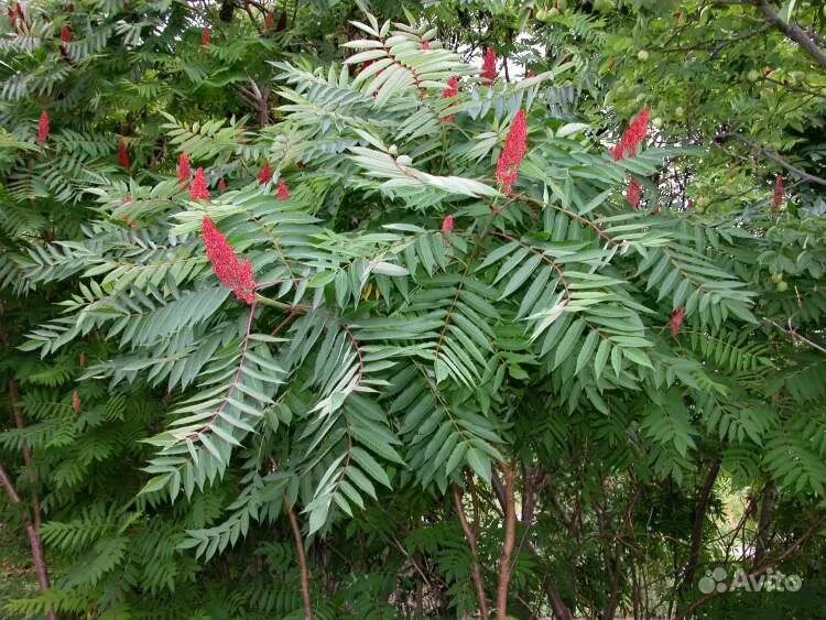 Как называется дерево похожее. Сумах оленерогий. Как называется дерево похожее. Орех маньчжурский(juglans mandshurica maxim). Сумах rhus typhina.