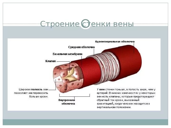 Строение вены рисунок. Сосуды строение стенки Вена. Особенности строения стенки вены.. Строение стенки венозного сосуда.