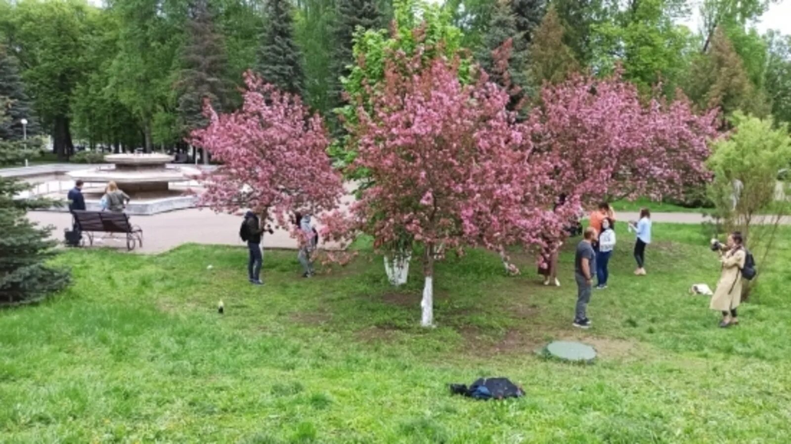 Парк Матросова Уфа Сакура. Сакура в Уфе в парке Матросова. Башкирская Сакура. Сакура Уфа дерево.