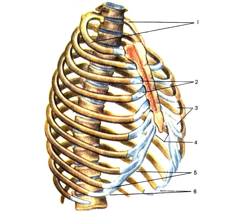 Скелет человека грудной отдел спереди. Кости и мышцы грудной клетки. Скелет грудной клетки человека вид спереди. Грудная клетка строение анатомия. Грудная клетка человека строение с органами спереди.