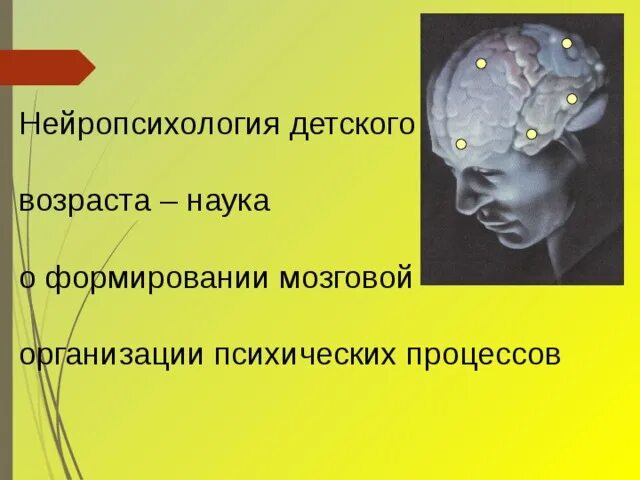 Почему зрение важнейшее формирование головного мозга