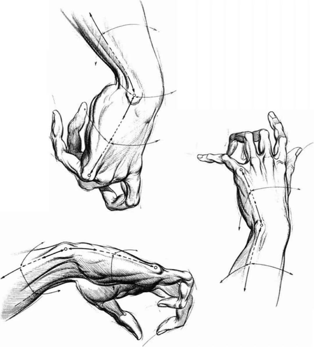 Строение руки рисунок. Анатомия рук кисти рук референс. Руки референс анатомия кисти. Руки референс анатомия анатомия. Анатомия кисти руки референс рисунок.