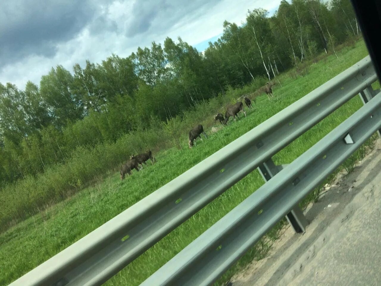 Нашествие лосей. Тверь Лось в заволском районе.