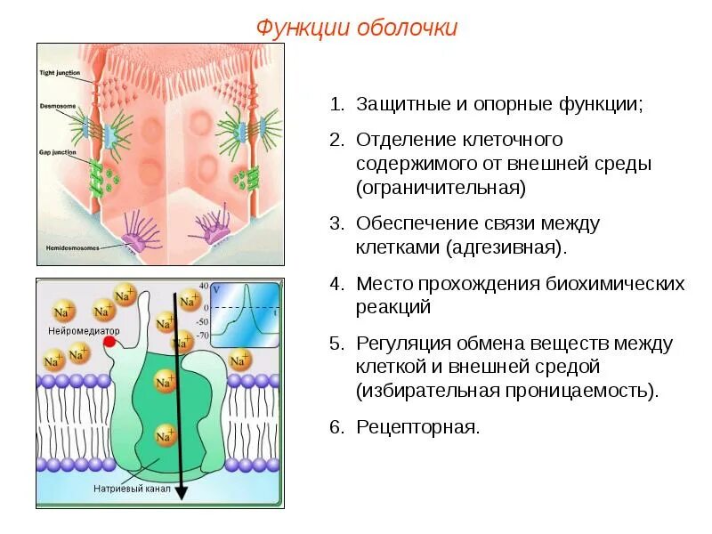 Особенности и функции оболочки. Оболочка клетки структура и функции. Строения и функции растительной клеточной оболочки. Оболочка клетки строение и функции.