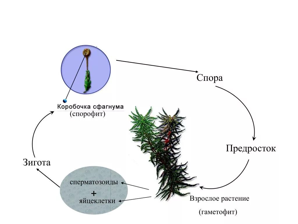 Жизненный цикл мха сфагнума схема. Размножение мха сфагнума схема. Цикл размножения мха сфагнума. Цикл развития мха сфагнума схема. Гаметофит споровых