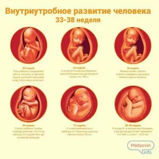 На какой недели 2 роды