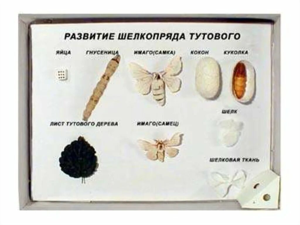 Какое развитие у шелкопряда. Цикл развития тутового шелкопряда. Тутовый шелкопряд кокон. Схема развития тутового шелкопряда. Стадии развития тутового шелкопряда.