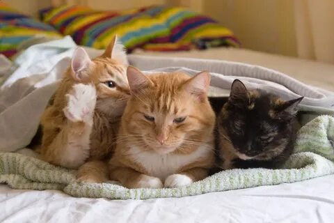 Домашний кошек 2