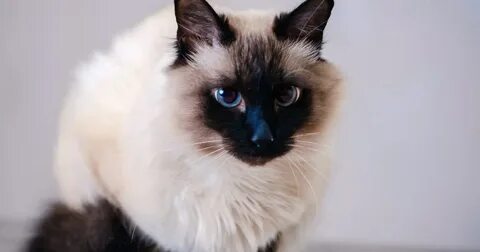 Балинезийская кошка