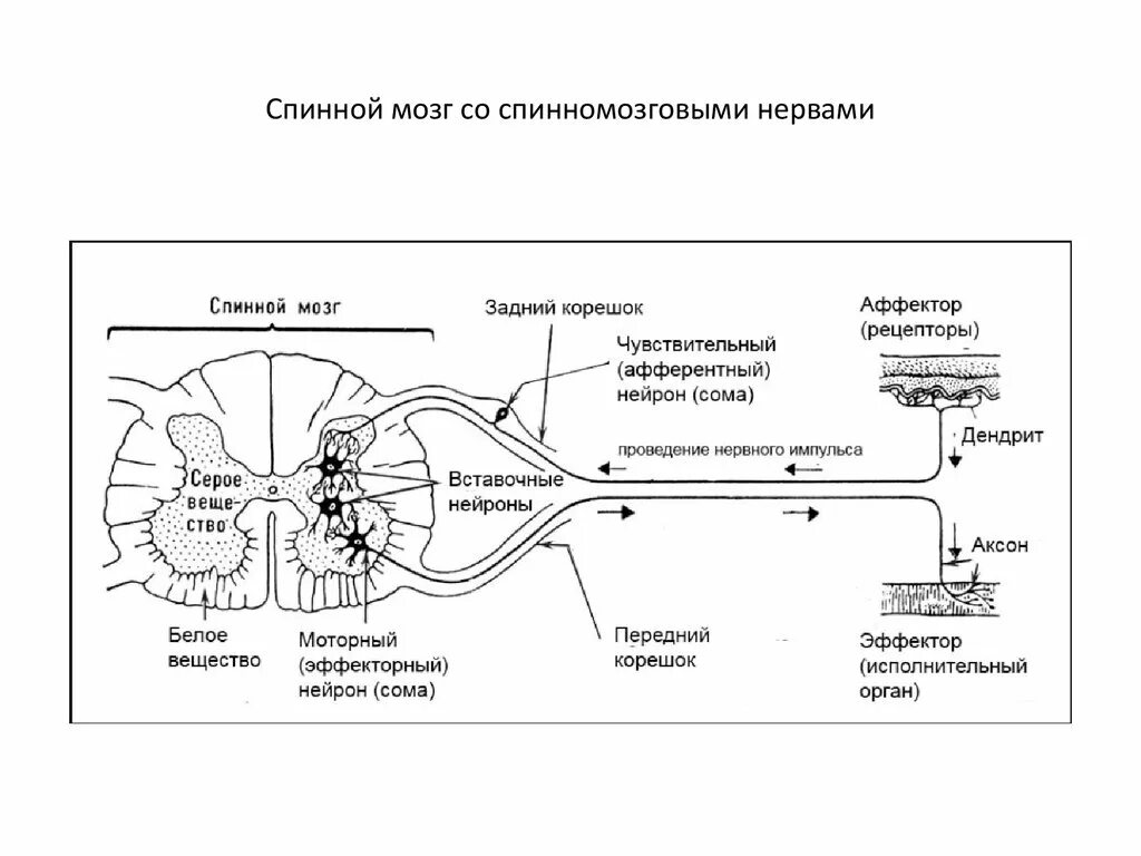 Путь передачи нервного импульса в мозг. Строение спинного мозга Нейроны. Физиологические функции спинного мозга. Строение сегмента спинного мозга. Нейроны спинного мозга схема.