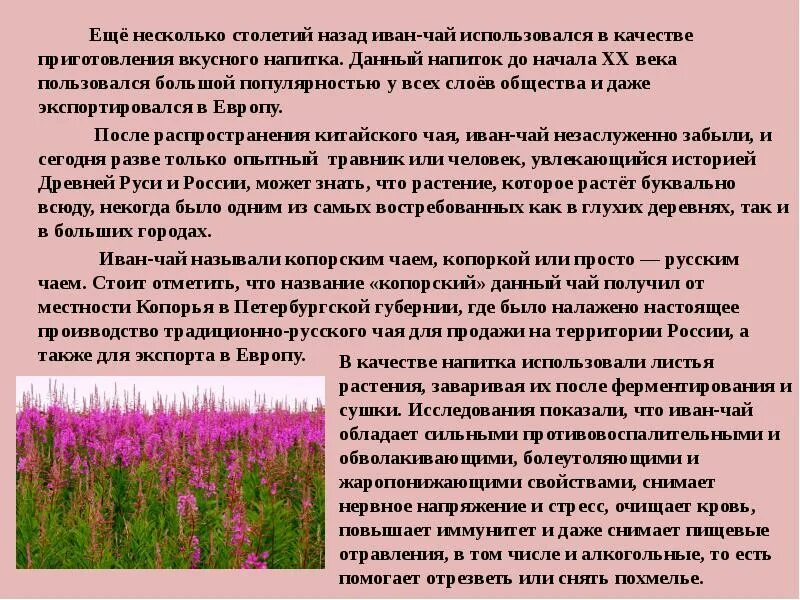 Трава кипрей для чего применяется