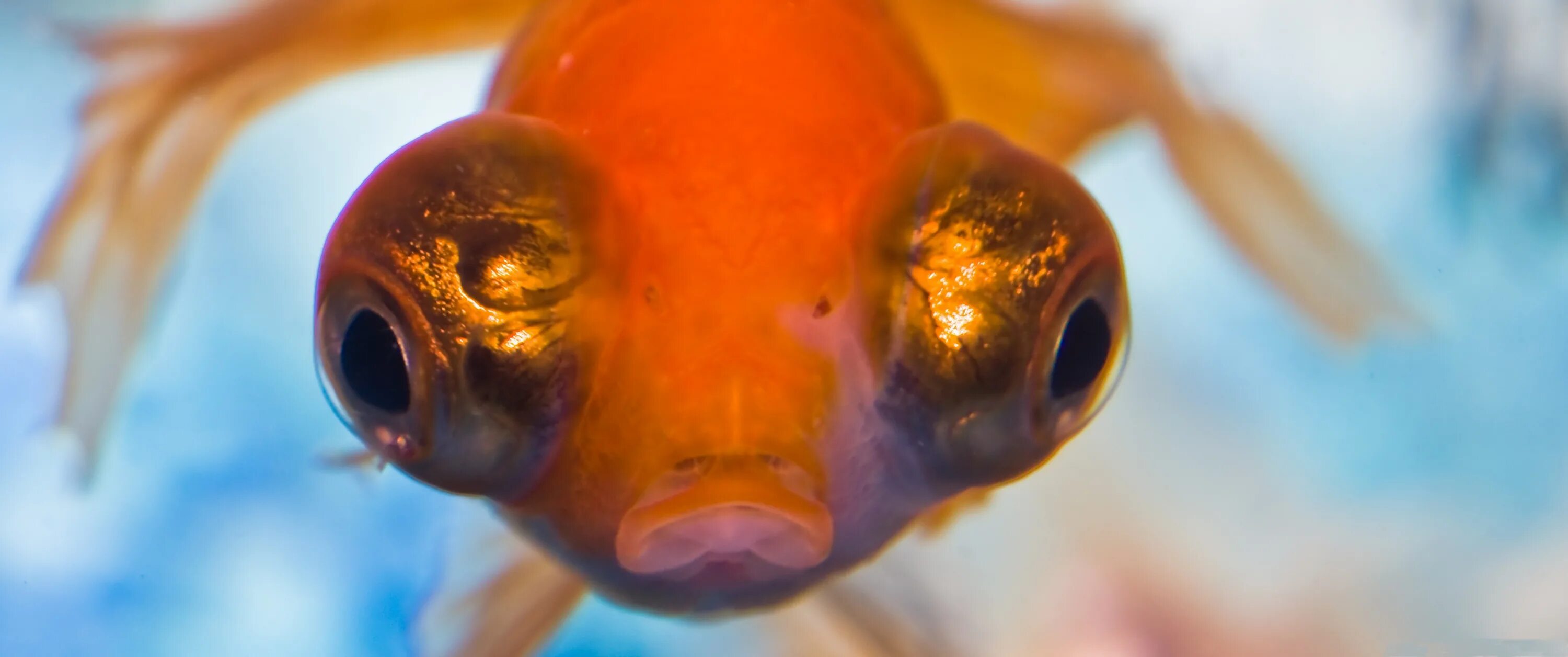 Какие глаза у рыб. Глаз рыбы. Рыба с глазами по бокам. Рыба с выпученными глазами. Золотая рыбка с выпученными глазами.