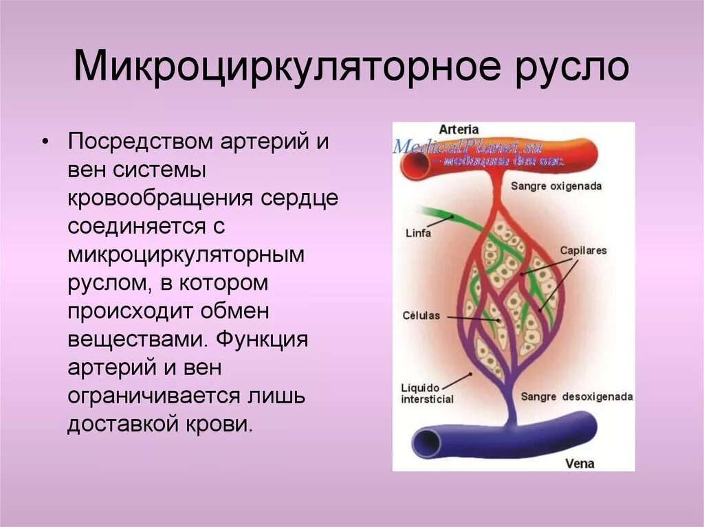 Функции сосудов микроциркуляторного русла. Сосуды микроциркуляторного русла строение. Схема строения микроциркуляторного кровеносного русла. Строение микроциркуляторного русла физиология.