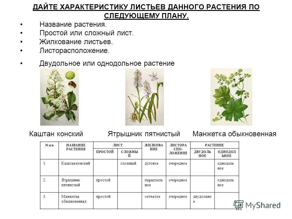 Изучите таблицу в которой 2 группы растений