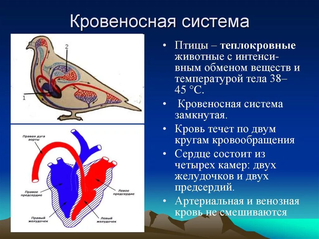 Разделение крови у птиц