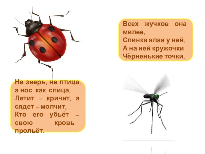 Жучку значение слова 2 класс. Интересный жучок 5 класс. а не птица а не зверь загадка. не зверь не птица а нос как спица. не зверь не птица в носу спица летит кричит сядет молчит.