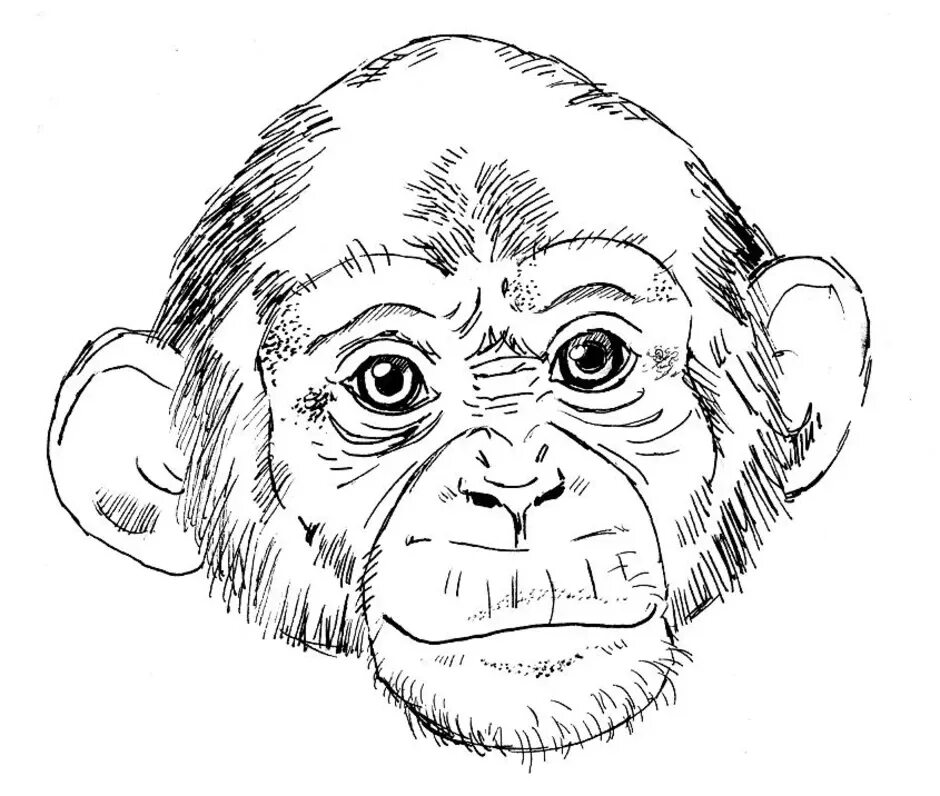 Рисунок обезьяны карандашом. Обезьяна набросок. Обезьяна рисунок карандашом. Мордочка обезьянки. Морда обезьяны рисунок.