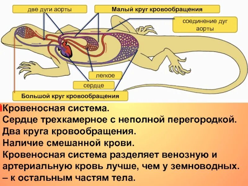 Охарактеризуйте кровеносную систему пресмыкающихся. Кровеносная система система рептилий. внутреннее строение пресмыкающихся кровеносная система. пресмыкающиеся строение кровеносной системы. строение кровеносной системы рептилий схема.