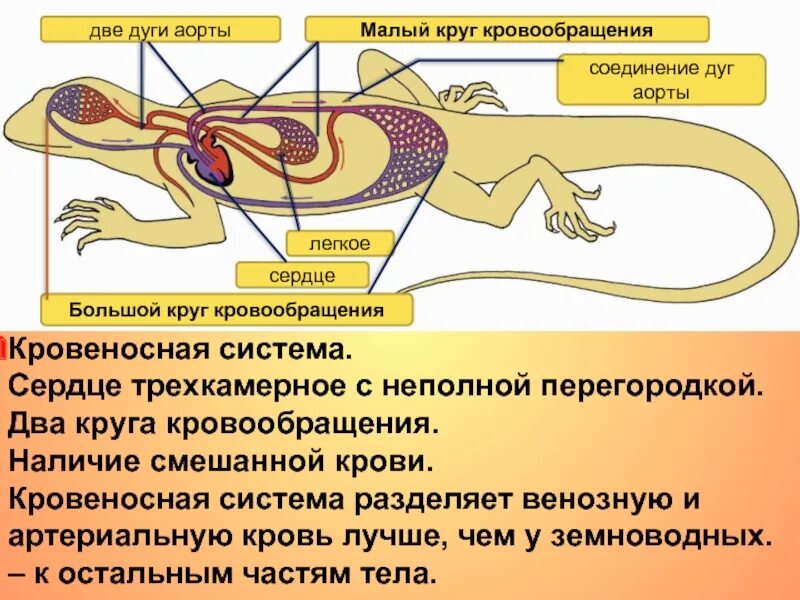 Особенность кровообращения земноводных. Органы кровеносной системы пресмыкающихся. Круги кровообращения ящерицы схема. Кровеносная система система рептилий. Внутреннее строение пресмыкающихся кровеносная система.