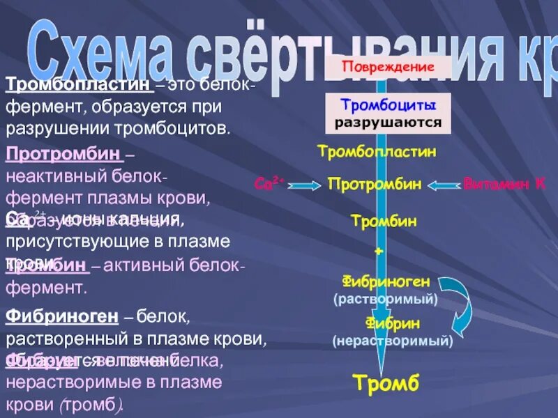 Образование тромба попадание факторов свертывания в плазме