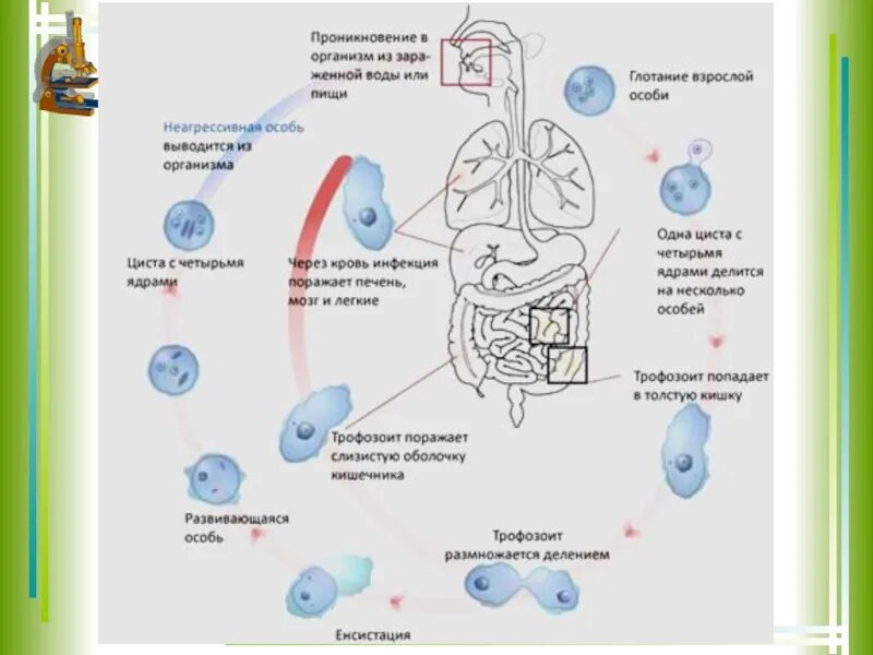 В каком организме происходит развитие дизентерийной амебы. Стадии жизненного цикла дизентерийной амебы. Цикл развития дизентерийной амебы. Жизненный цикл дизентерийной амебы схема. Жизненный цикл развития дизентерийной амебы.