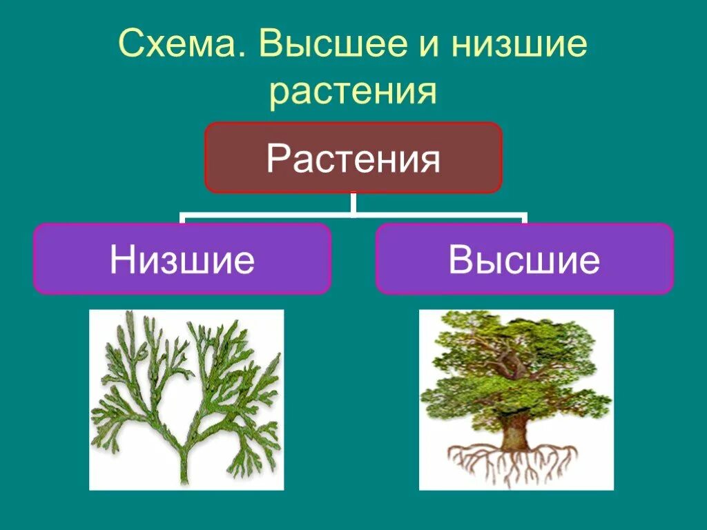 Главный признак низших растений. Царство растений низшие и высшие. Высшие и низшие растения. Растения низшие и высшие схема. Низшие растения.