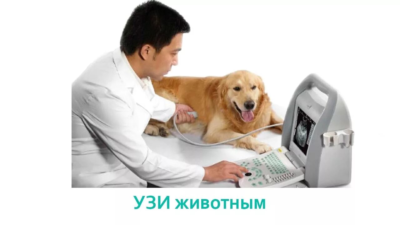 Диагнозы животных. Диагнозы животных