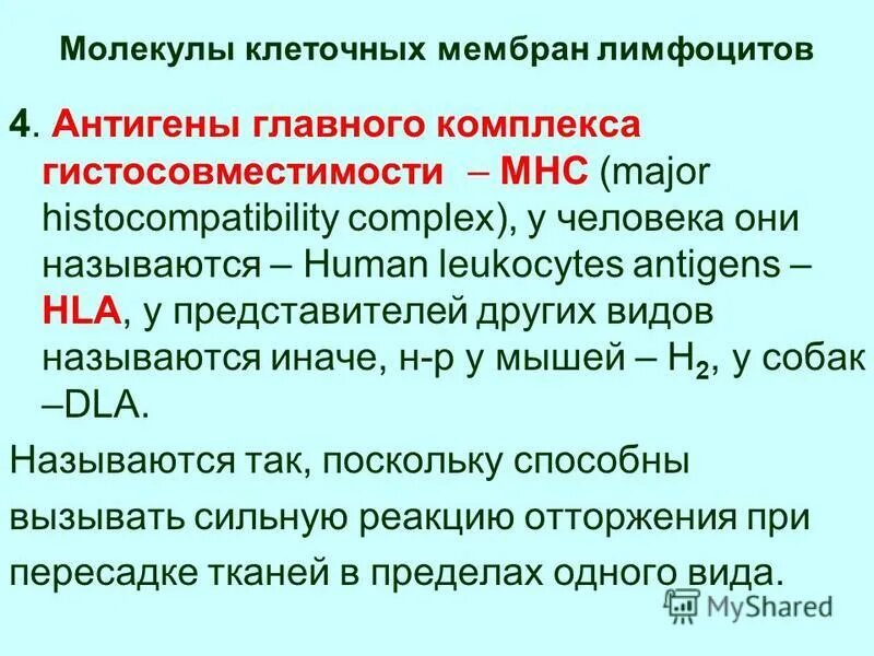 Главный комплекс гистосовместимости 1 класса. Антигены главного комплекса гистосовместимости. Антигены главного комплекса гистосовместимости 1 класса. Главный комплекс гистосовместимости 1 класса. Антигены главного комплекса гистосовместимости класса ii человека.