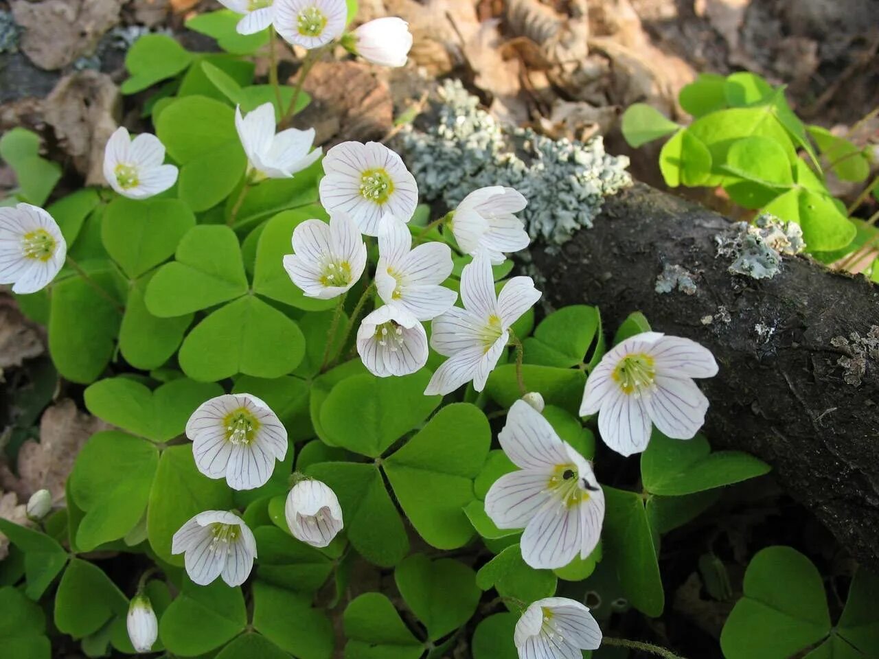 Кислица садовая. Кислица оксалис. Кислица Ортгиса (Oxalis ortgiesii).. Кислица обыкновенная заячья капуста. Кислица обыкновенная (Oxalis acetosella).