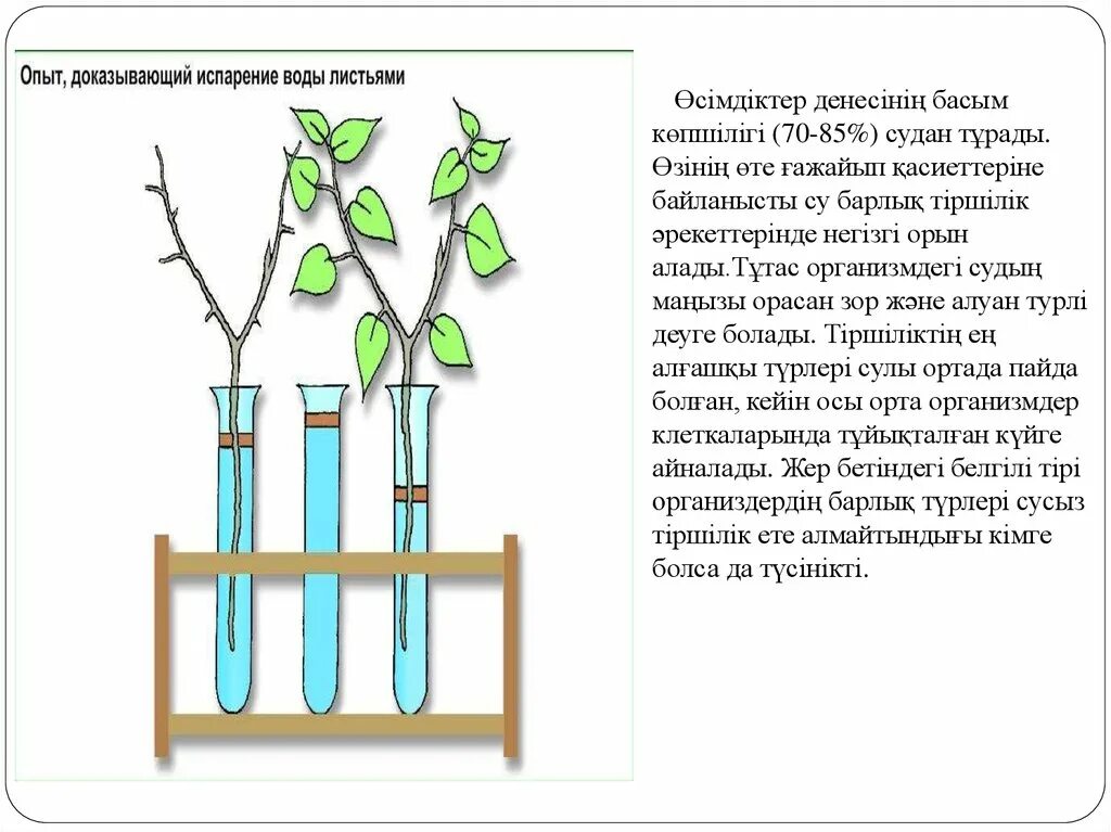 Опыт доказательства времени это. Опыт доказывающий испарение воды листьями. Опыт транспирация растений. Опыт доказывающий испарение воды растениями. Опыт по транспирации у растений.