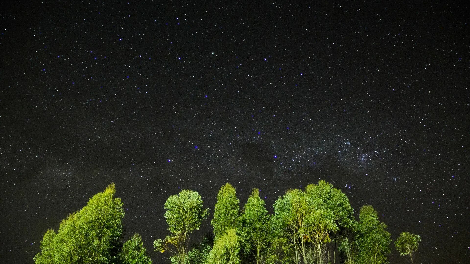 Звездное небо. Звездное небо в лесу. Звезда с неба. Ночное небо в лесу. Tree star