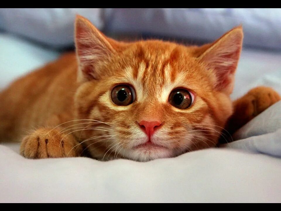 Кот с извинениями. Кот думает. Смешные картинки с котами и надписями. Котик иди ко мне. Кот кусает кошку.