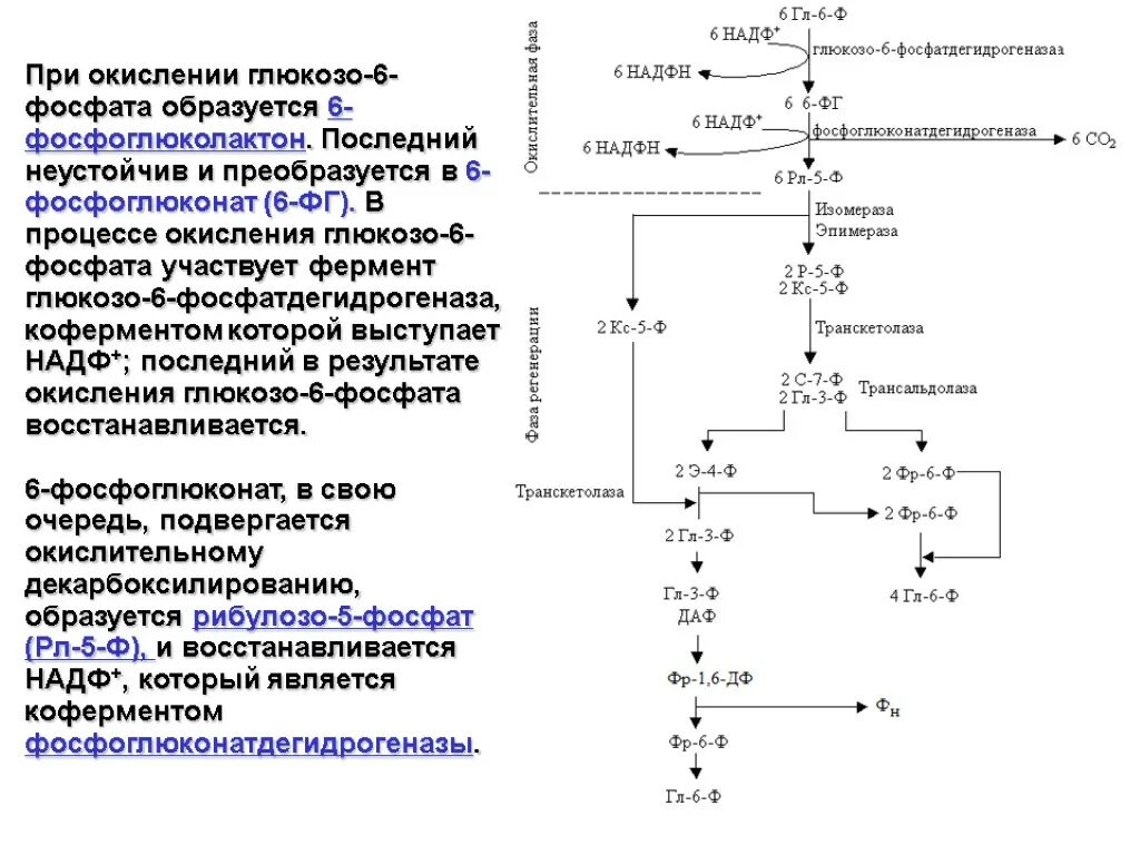 В результате окисления образуется. Глюкозо 6 фосфат дегидрогеназа кофермент. Глюкозо-6 фосфат дегидрогеназа кофакторы. Глюкозо-6-фосфата в 6-фосфоглюконат. Окисление глюкозо 6 фосфата.