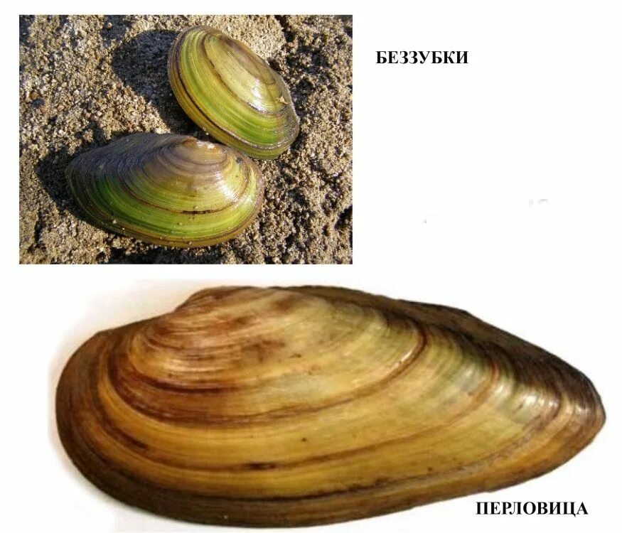 Жемчужница перловица. Сходство беззубки и мидии. Класс двустворчатые отделы тела. Сходство беззубки и мидии. Катушка, прудовик, виноградная улитка.