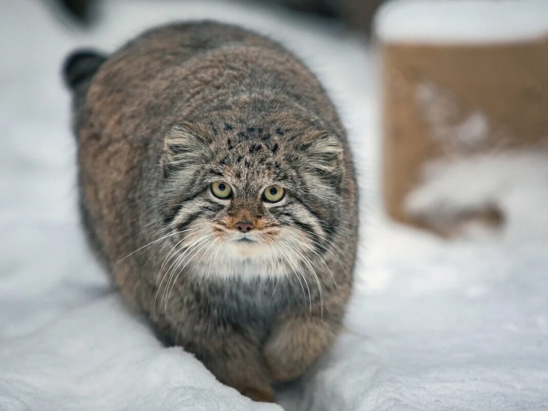 Кот Манул Новосибирский зоопарк. Манул (палласов кот). Тибетский Манул. Манул и тигр.