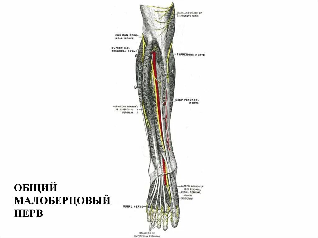 N suralis. Малоберцовый нерв анатомия. Общий малоберцовый нерв анатомия. Общий малоберцовый нерв топография. Общий малоберцовый нерв иннервация.